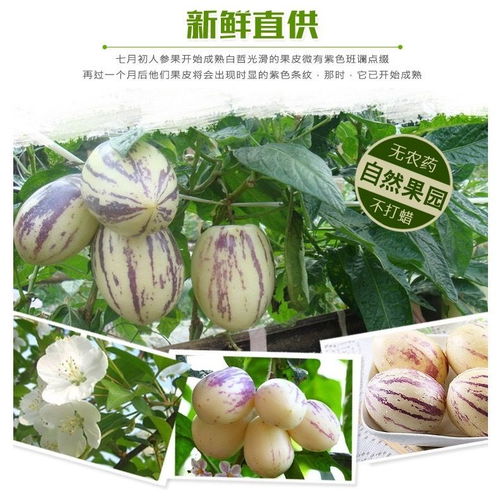 富硒養生珍品 云南石林人參果，新鮮圓果批發正當時