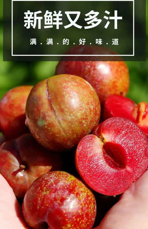 夏日第一口鮮甜 當季青脆紅心三華李，新鮮上市的應季優選