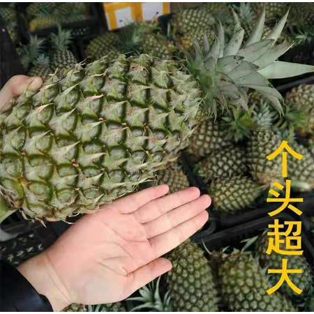 爆甜多汁，金鉆鳳梨大果 來自產地的當季新鮮之選